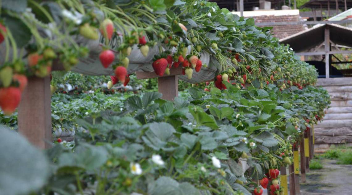 Secretaria de Agricultura prorroga vencimento de empréstimos do Agrofundo por causa da pandemia de coronavírus - Divulgação