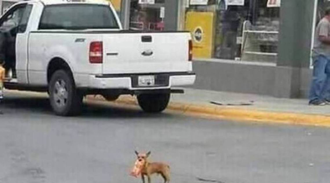 C&atilde;o foi ao mercado fazer compras - Reprodução