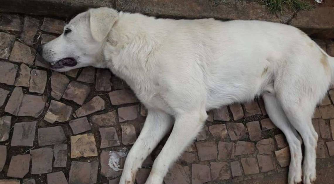 O homem vai responder pelo crime em liberdade - Reprodução/Redes Sociais