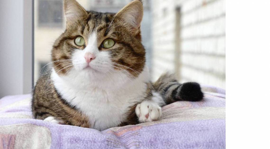 Vídeos de gatinhos têm efeitos positivos no cérebro humano - Reprodução / Redes Sociais