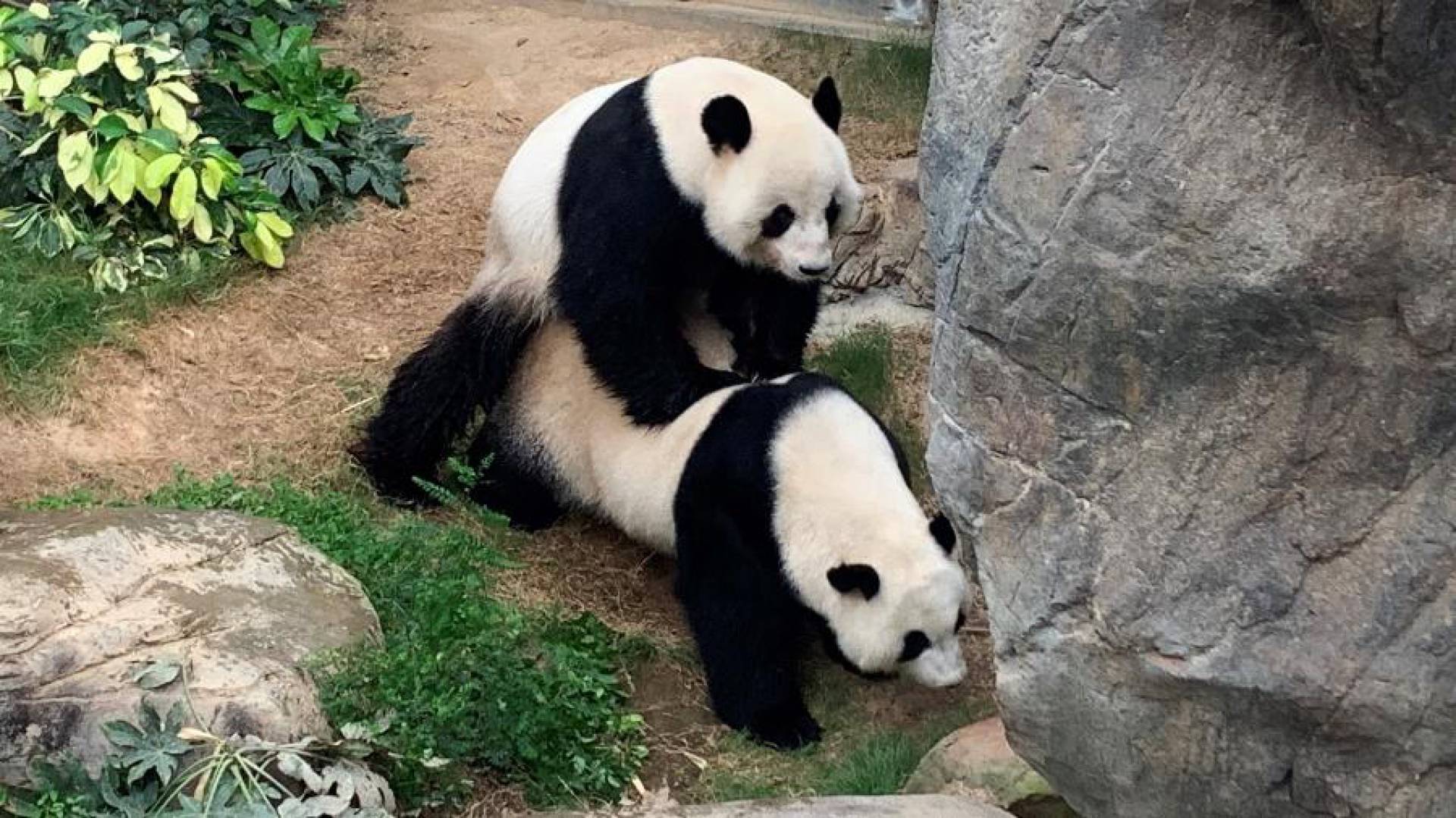 V Deo Pandas Acasalam Pela Primeira Vez Em Dez Anos Ap S Quarentena   Pandas De Hong Kong 1586205888683 V2 900x506 16585487 