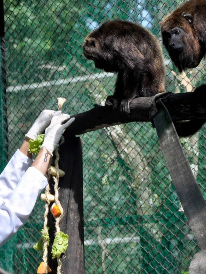 Projeto &lsquo;Reabilita&ccedil;&atilde;o de Animais Silvestres&rsquo; acontece no Zoo de Volta Redonda 