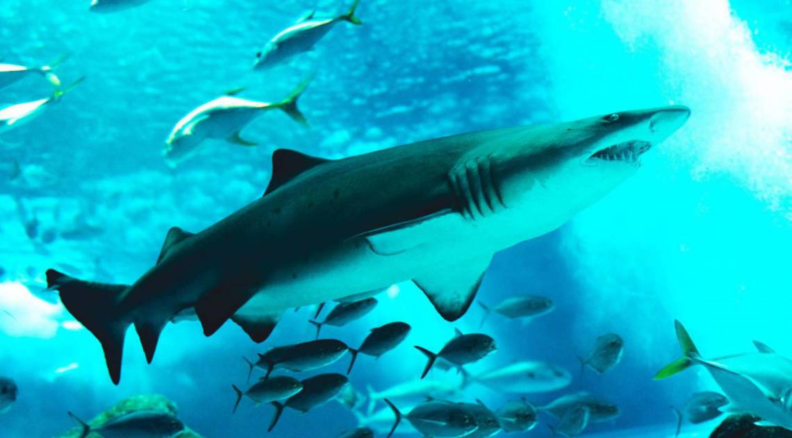 AquaRio transmite imagens do aquário ao vivo  - Divulgação / AquaRio