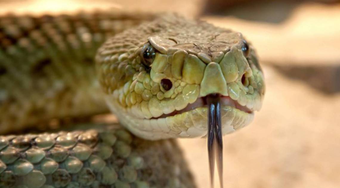 Cobra morta pelo indiano era venenosa - Pixabay