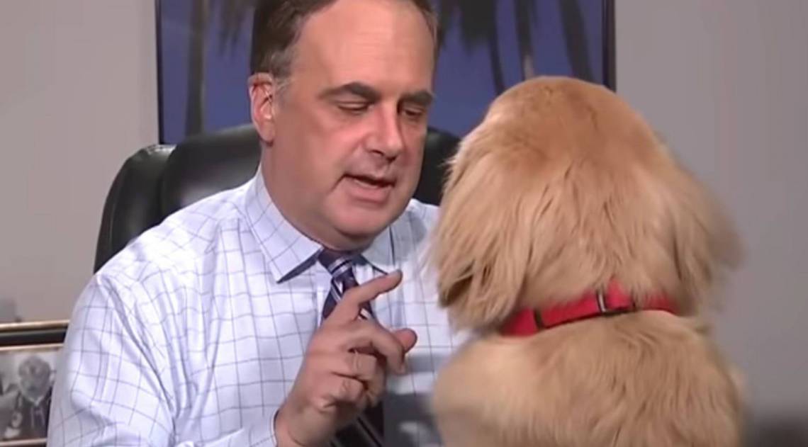 Cão interrompe transmissão ao vivo - Reprodução/ Youtube