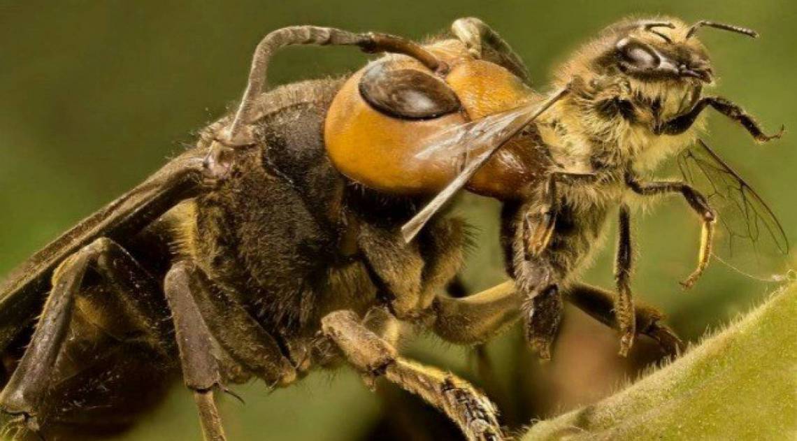 Animal é nativo da Ásia - Reprodução / Twitter