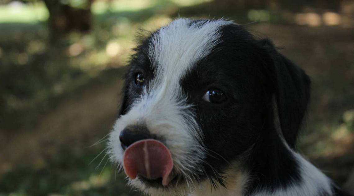 Passear com o cão exige cuidados