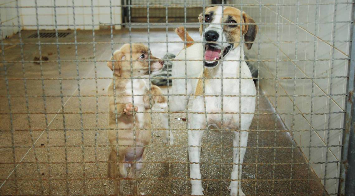 Maus-tratos a animais