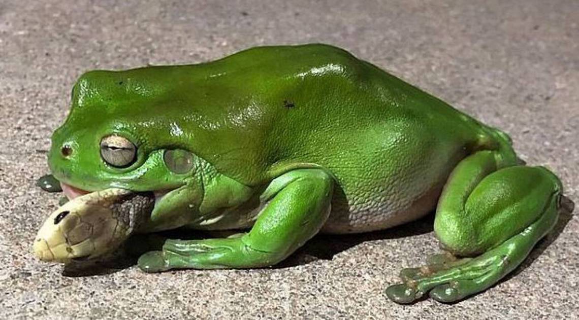 Perereca foi picada, mas comeu a cobra - Reprodução/Facebook