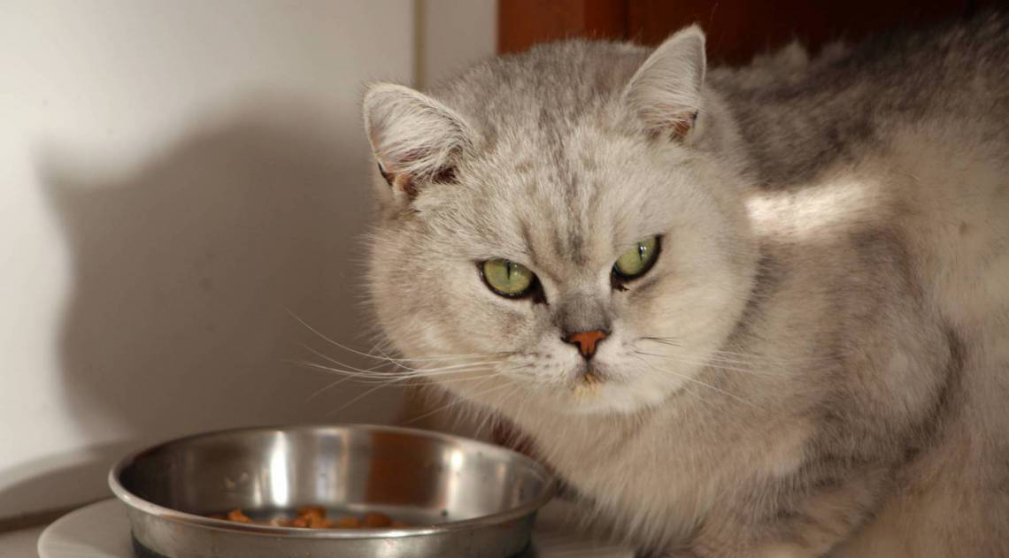 Ração úmida é indicada para gatos