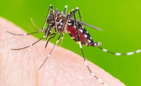 Estado de São Paulo registra primeira morte por febre amarela em 2024