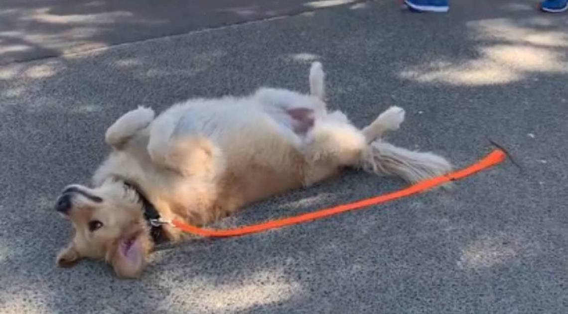 Cão se fingindo de morto no parque
 - Reprodução/ Facebook