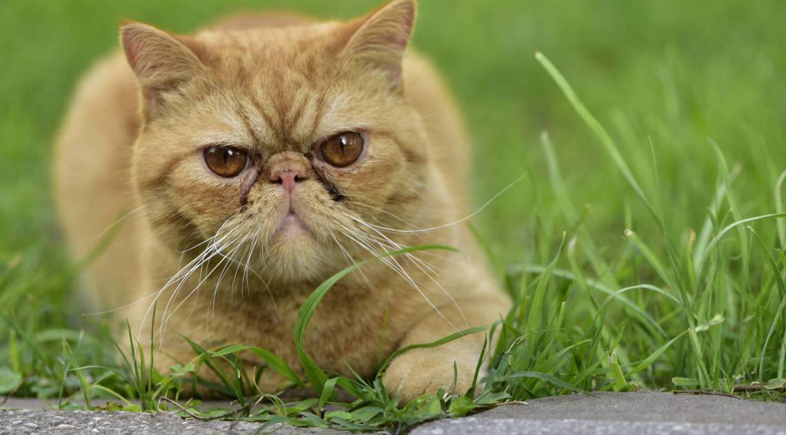 Gatinhos precisam de muita atenção