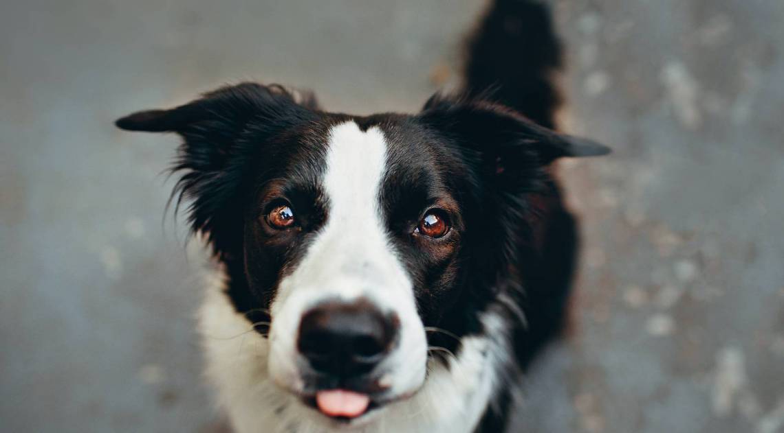 Cachorro (foto ilustrativa)