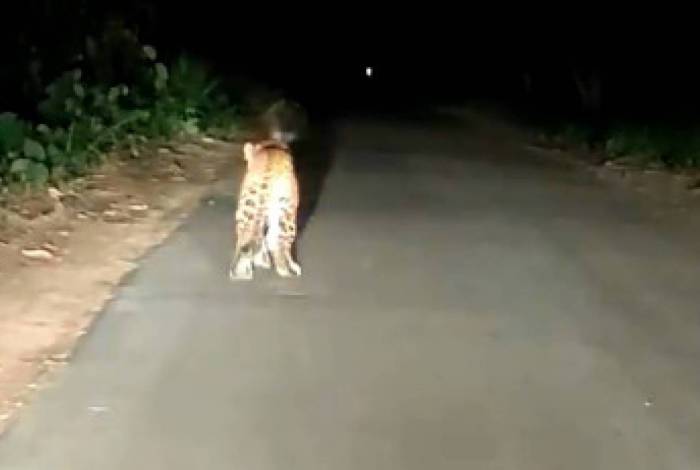 V&iacute;deo: Porco-espinho assusta leopardo em luta por sobreviv&ecirc;ncia