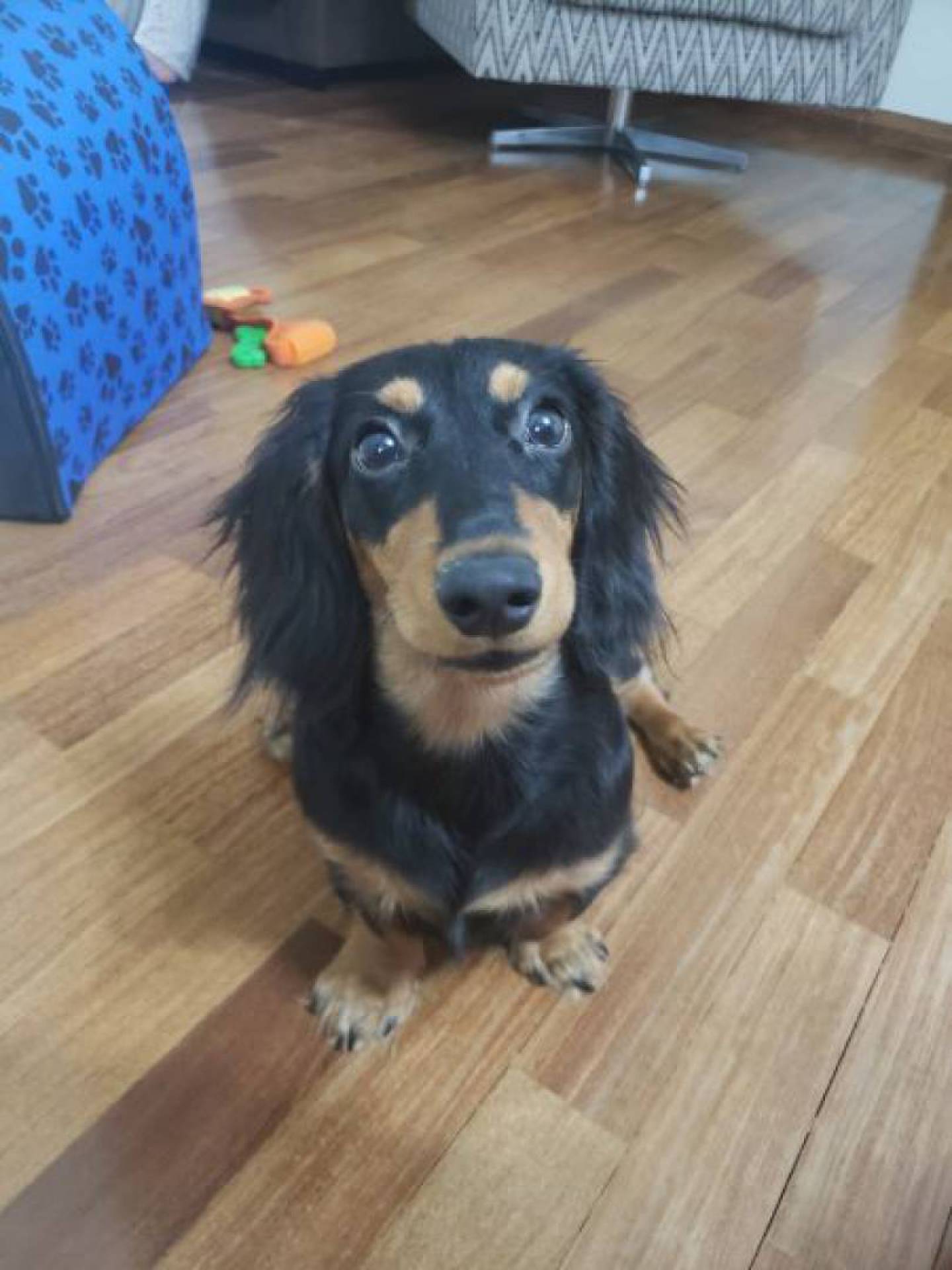 O filhote Dobby adora uma brincadeira