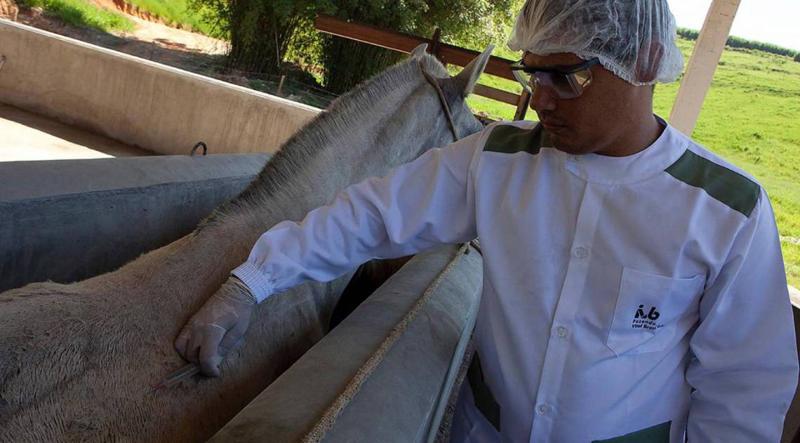 Cavalos começarão a ser imunizados a partir desta semana - Divulgação IVB