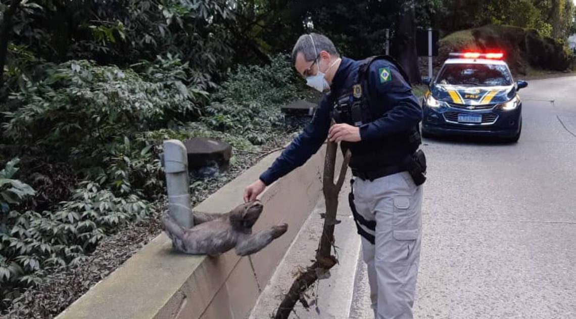 O animal foi resgatado e devolvido à natureza - Divulgação/PRF