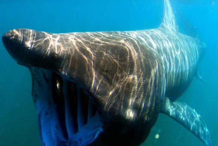 Que susto! Homem encontra um tubarão-elefante cara a cara; vídeo