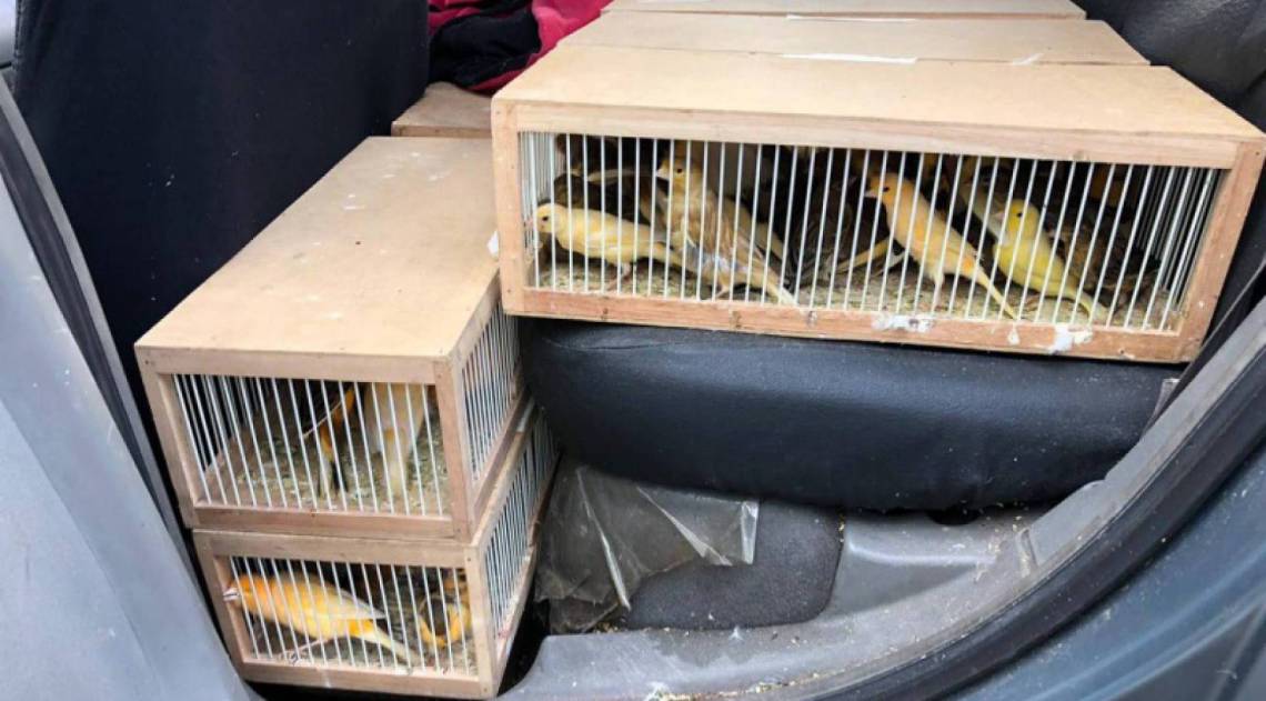 Cerca de 260 periquitos, calopsitas, canários-belga sem documentação foram apreendidos em Campos, e seriam vendidos em Caxias - Divulgação PRF