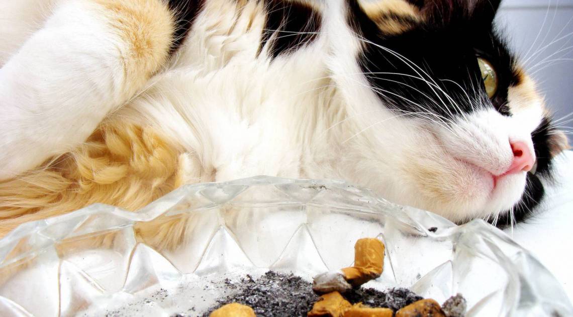 NÃÂ£o fume perto dos bichinhos - ReproduÃÂ§ÃÂ£o