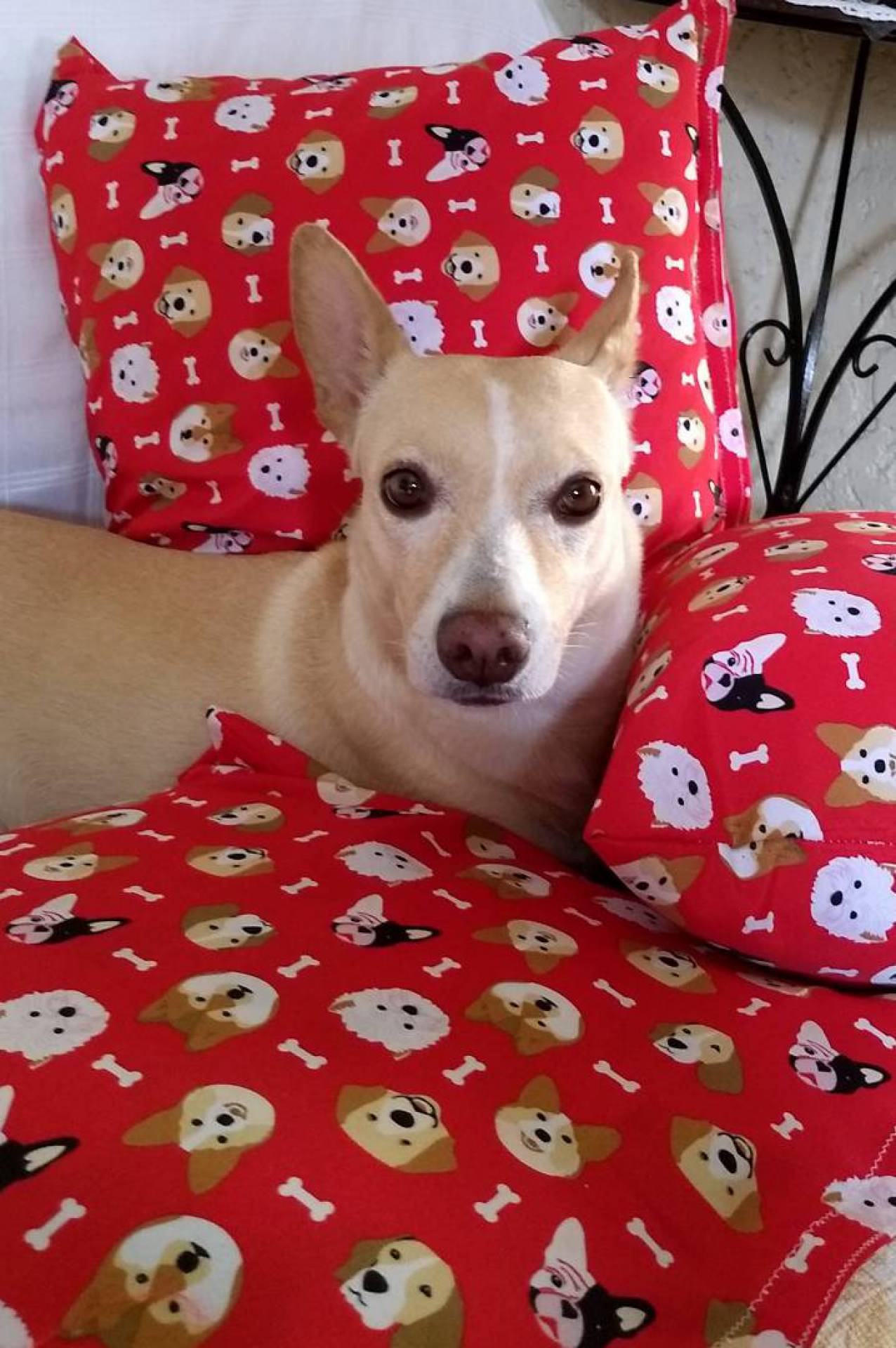 Pet do Leitor: Belinha Pipoca