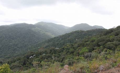 IBGE: Mata Atlântica perde 1,0% de área e Cerrado ganha 1,8% após revisão de limites de biomas