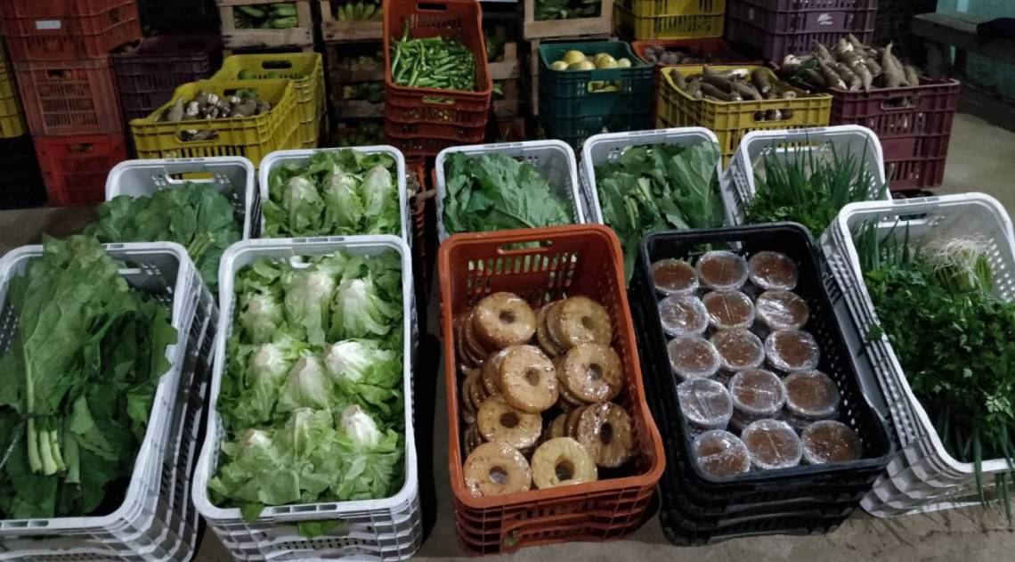 Coletivo Terra produz alimentos orgânicos que serão doados por outros movimentos