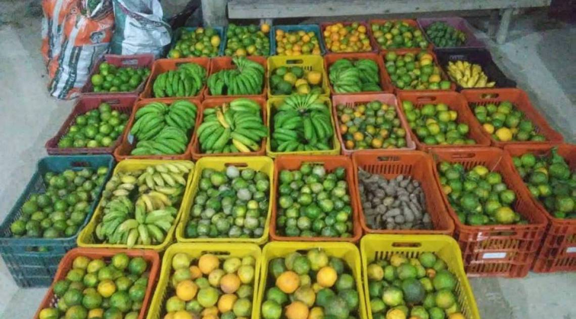 Coletivo Terra produz alimentos orgânicos que serão doados por outros movimentos