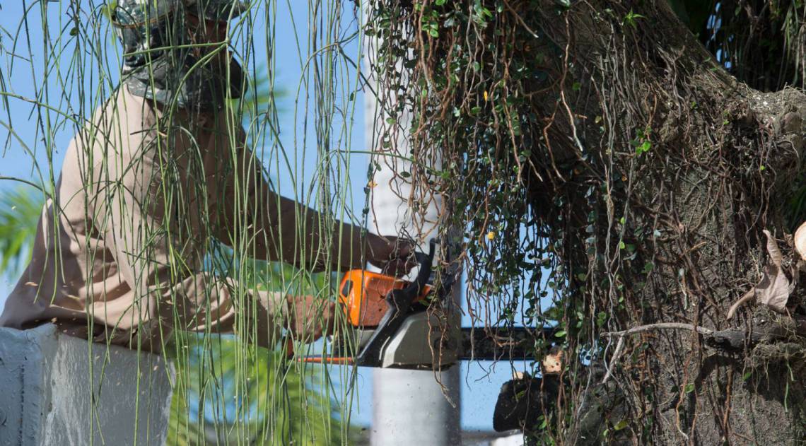 Poda deve ser orientada por técnico competente, a fim de evitar acidentes ou a morte da árvore - Divulgação - Prefeitura Municipal de Itaguaí