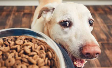 Congresso debaterá redução de impostos sobre alimentos para animais de estimação