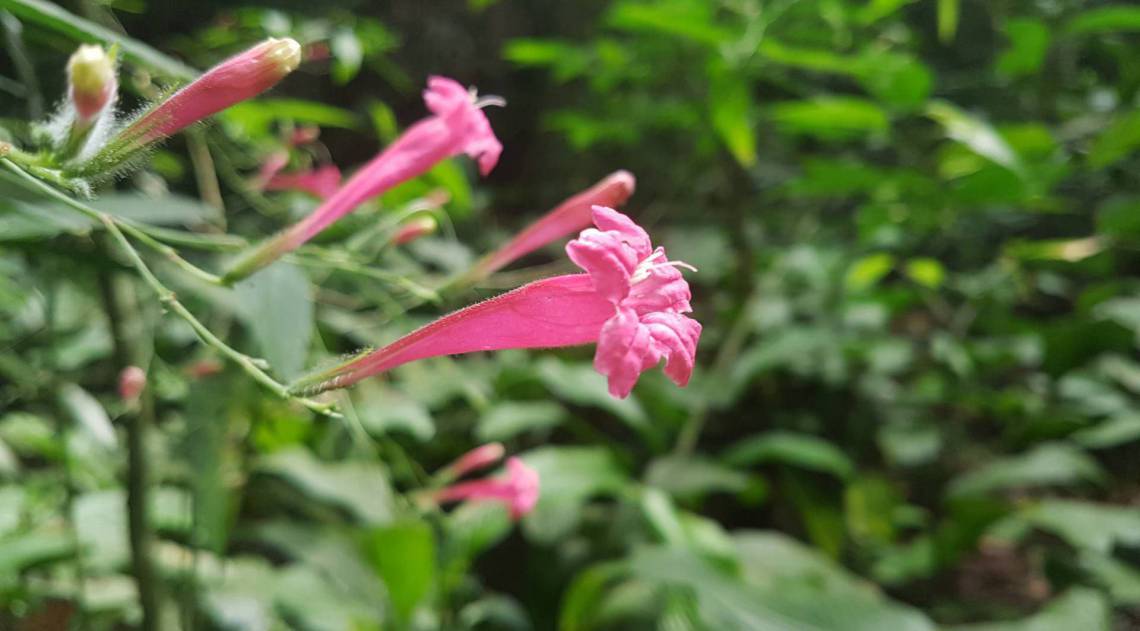 Equipe da Rural descobriu nova espécie