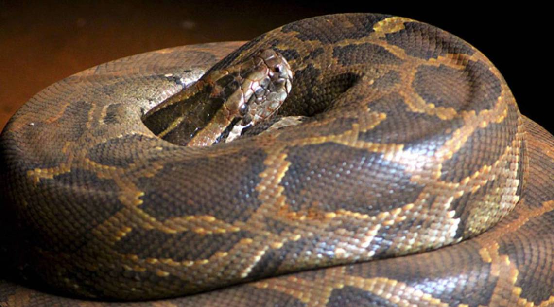 Animal foi capturado pelas autoridades e será devolvido à natureza - Divulgação / Visualhunt