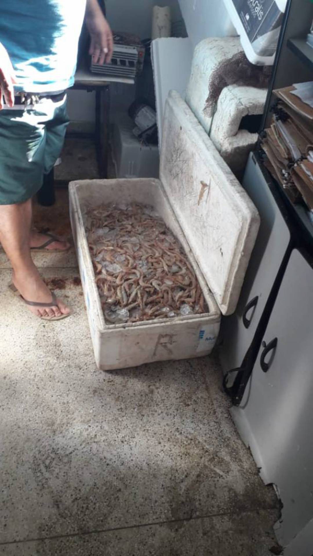 Todo o material apreendido foi inutilizado e descartado
 - Divulgação