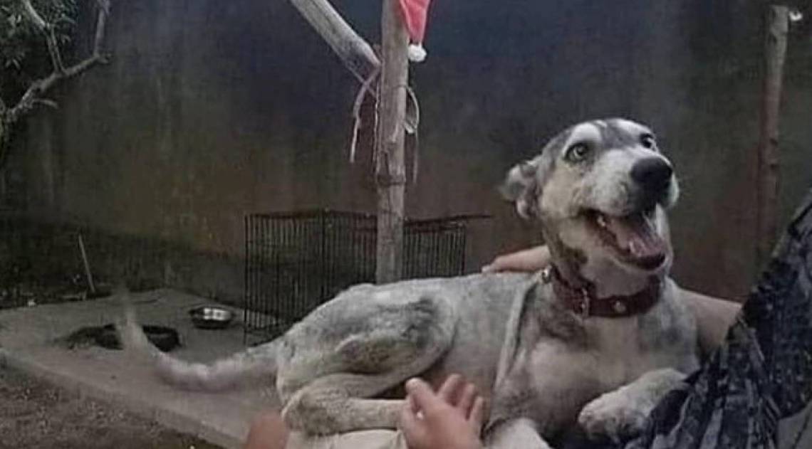 O cão foi resgatado em um lixão e levado para uma casa, onde foi bem cuidado - Facebook / Reprodução