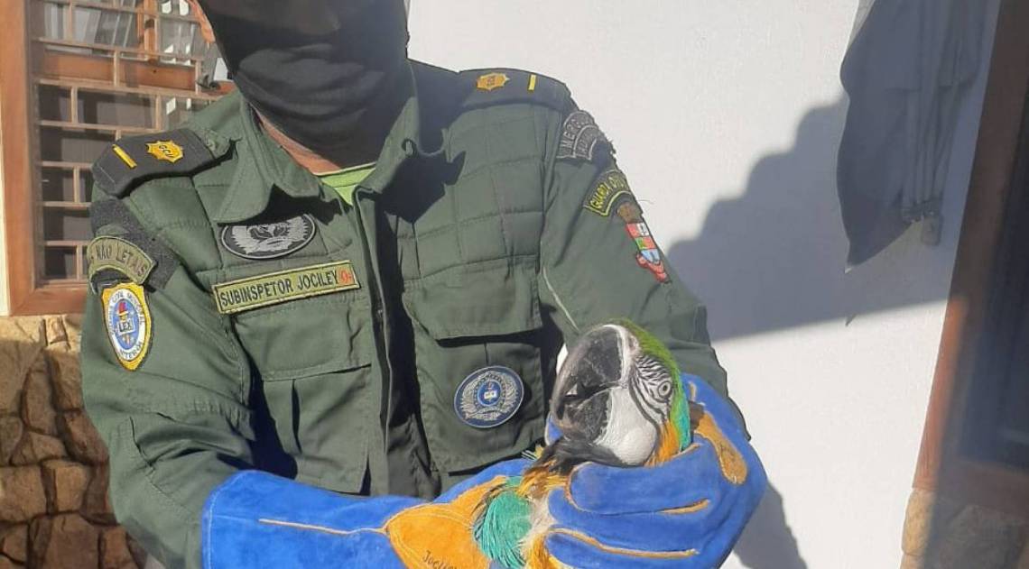 Animal, que n&atilde;o estava ferido, foi conduzido para a unidade do Ibama em Serop&eacute;dica - Divulga&ccedil;&atilde;o / Guarda Ambiental de Niter&oacute;i