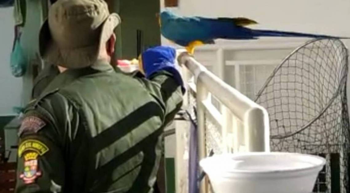 Os moradores da casa onde a arara canindé entrou ligaram para o número 153, da Guarda Ambiental, que resgatou o animal com segurança