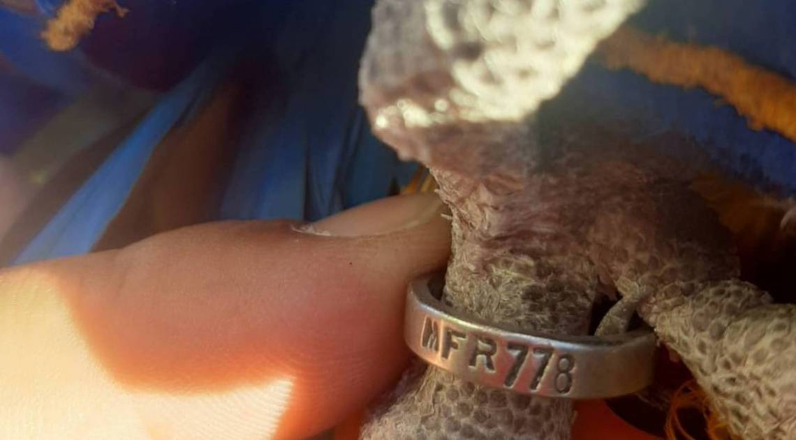 Arara possui uma anilha na pata, o que significa que pode ter autorização de criação pelo Ibama e provavelmente fugiu dos seus cuidadores