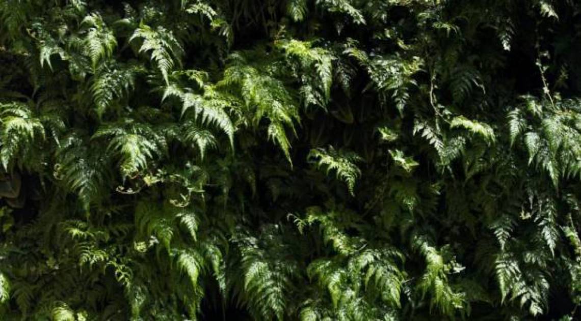 Ambientes com plantas deixam os espa&ccedil;os mais harm&ocirc;nicos  - Fotos de divulga&ccedil;&atilde;o