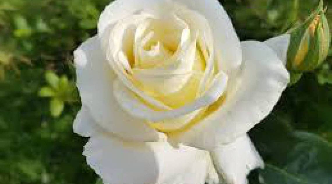 Rosa Branca - Reprodução de internet