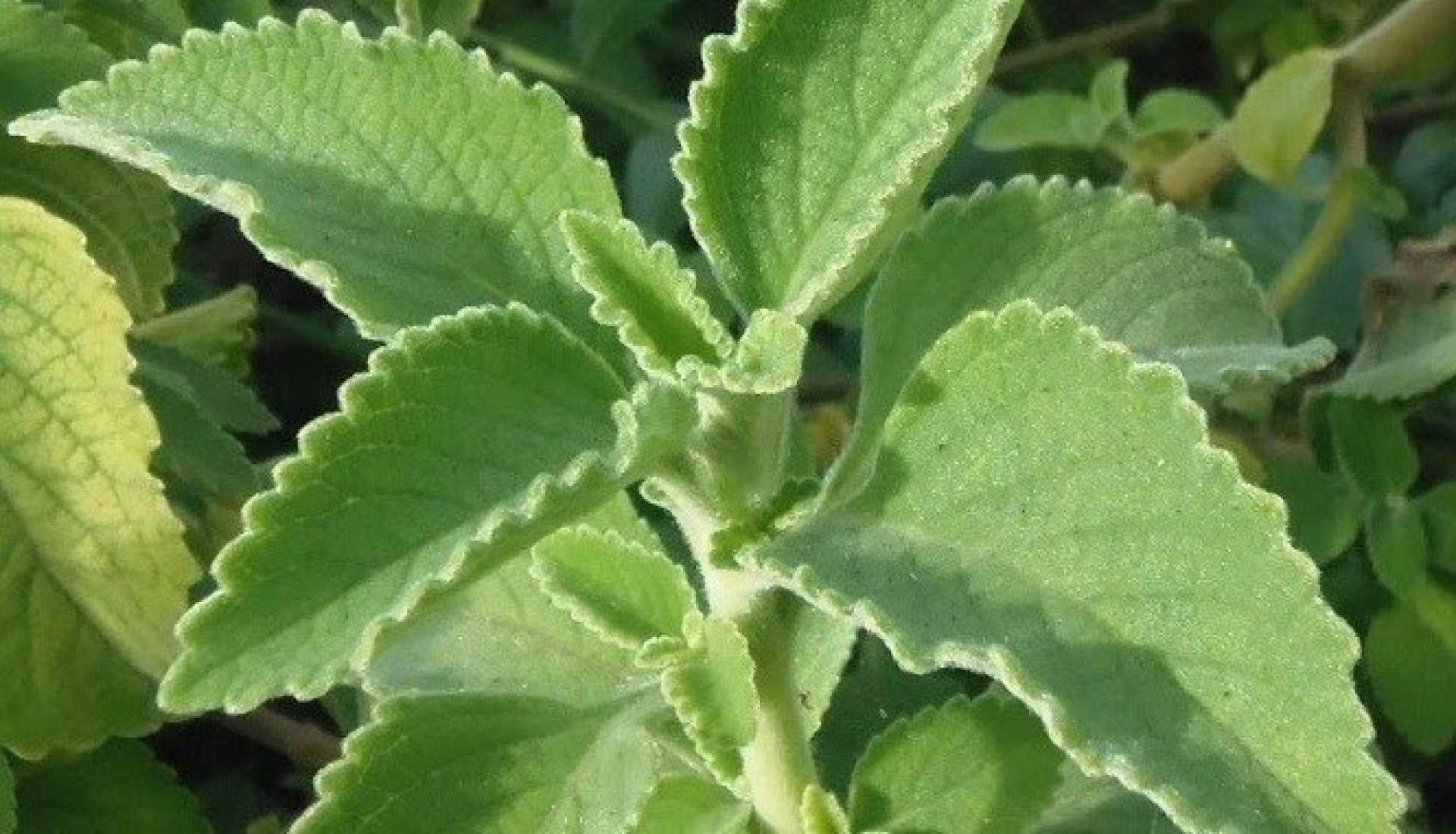 Saiba como fazer banho de boldo para renovar as energias