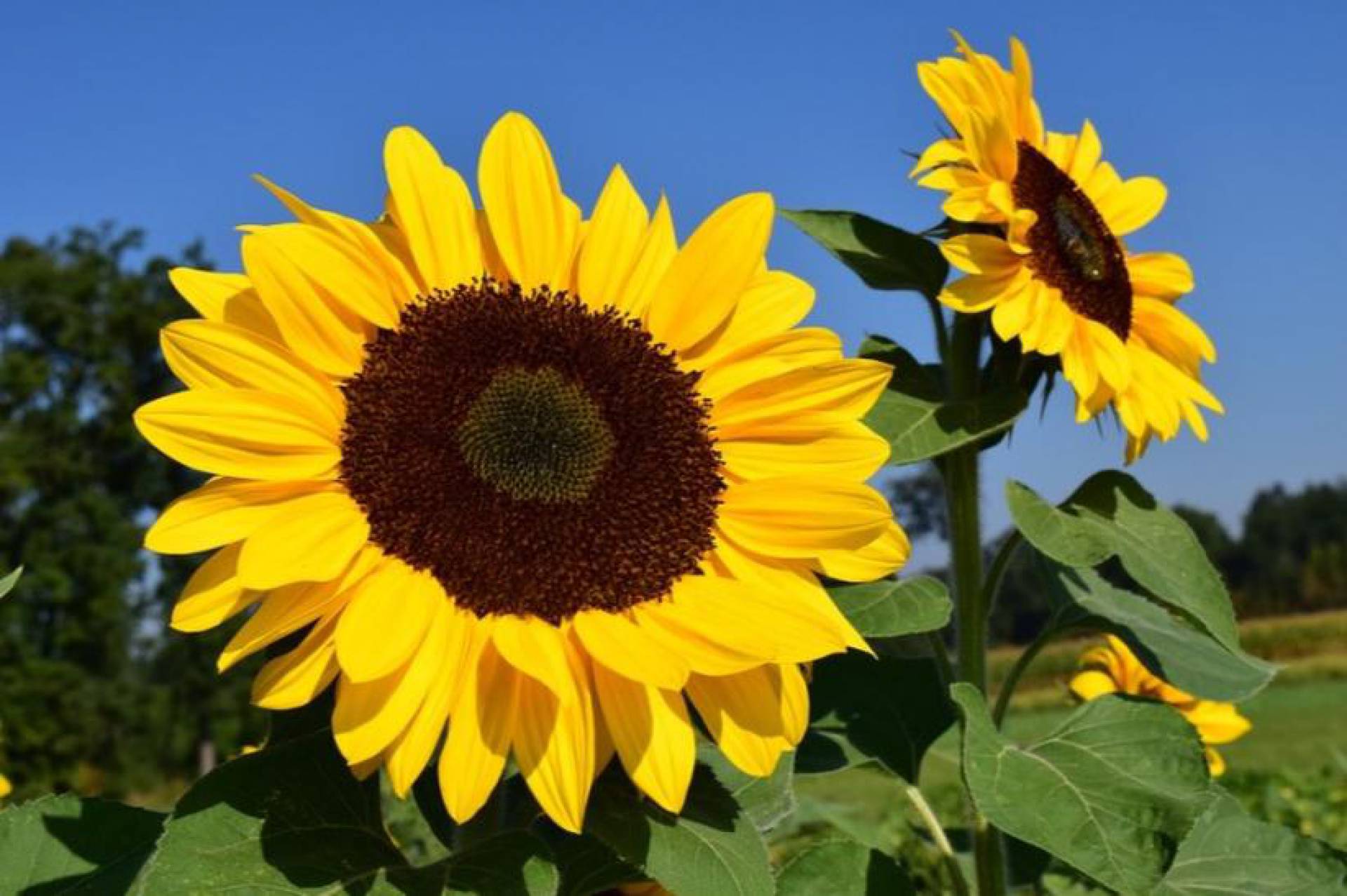 Confira simpatia para atrair dinheiro