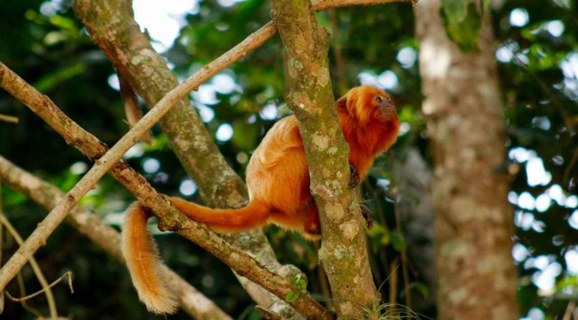 mico-le&atilde;o-dourado, macaco 
