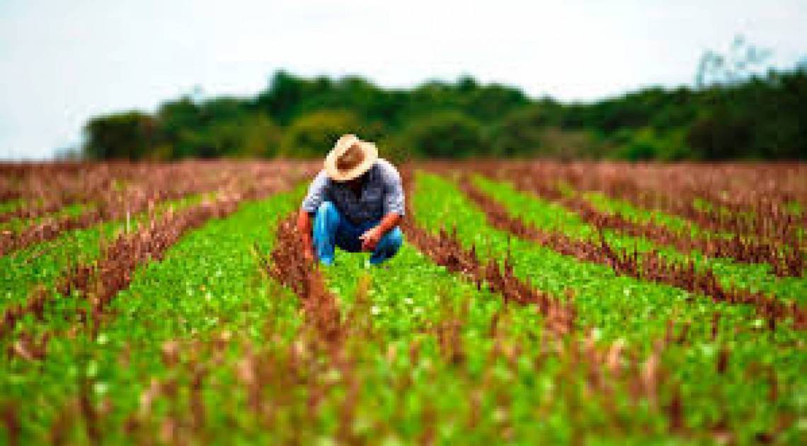 Produtores locais e prefeitura fecham parceria em novo projeto  - Reprodução Internet