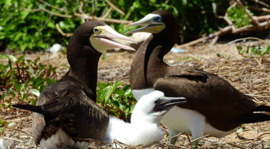  O arquipélago é um Parque Municipal e Área de Preservação Ambiental (APA)