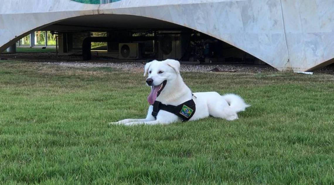 Augusto Bolsonaro será devolvido a seus antigos donos