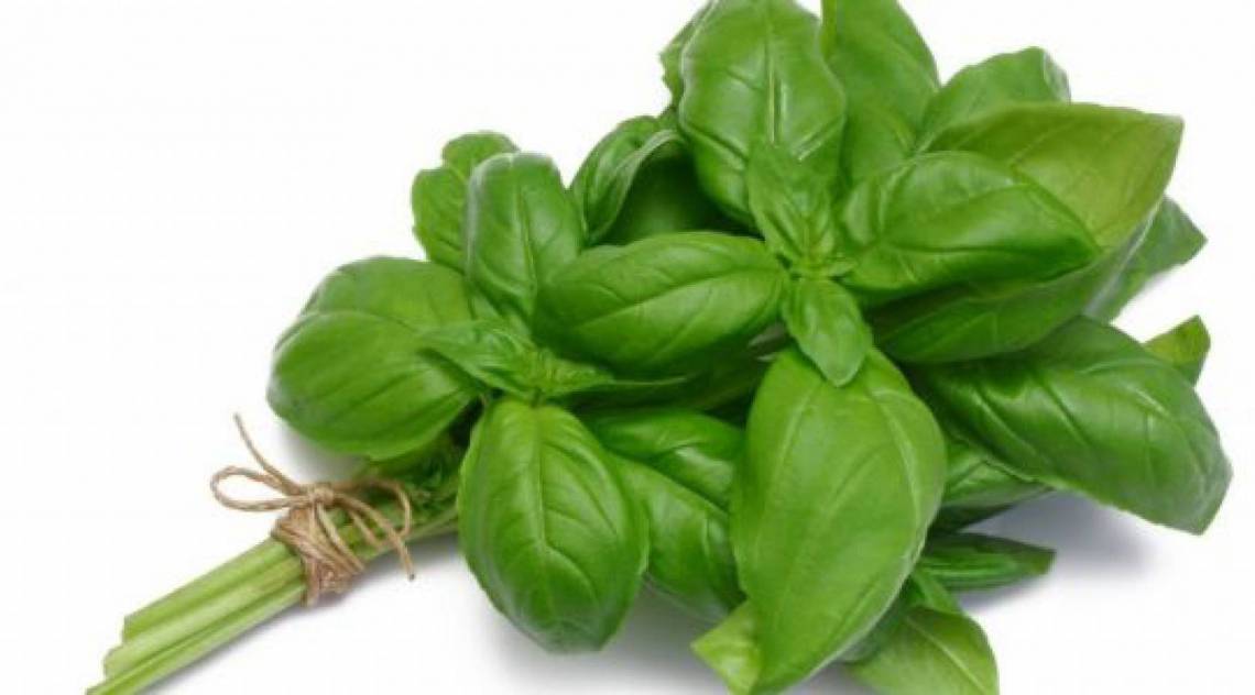 Manjeric&atilde;o - Reprodu&ccedil;&atilde;o de internet