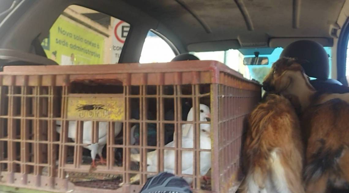Barreira já serviu também para apreender 48 animais, sendo 43 aves e quatro cabritos, que eram transportados em condições irregulares 