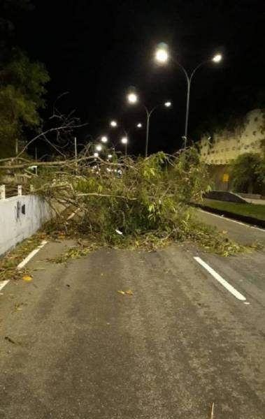 Ventos fortes derrubam &aacute;rvores em v&aacute;rios pontos da cidade