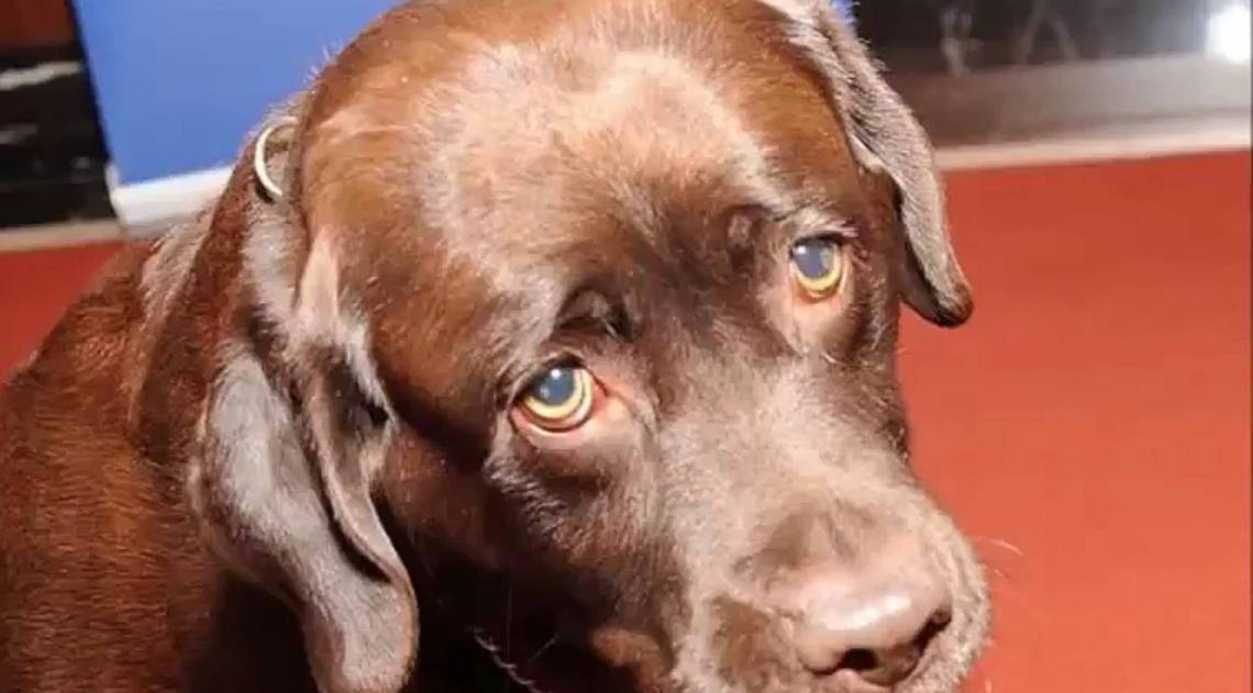 Cachorro labrador. Imagem ilustrativa. - Reprodu&ccedil;&atilde;o